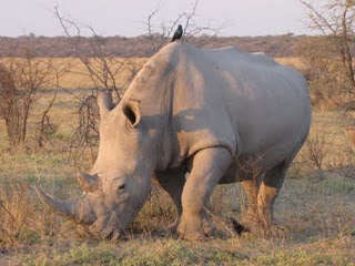 Rhino Sanctuary Sept 05, 09 086