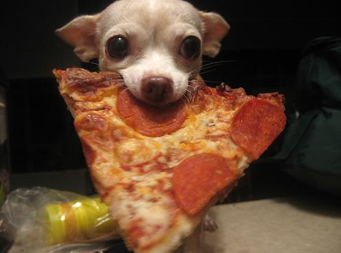 dog3